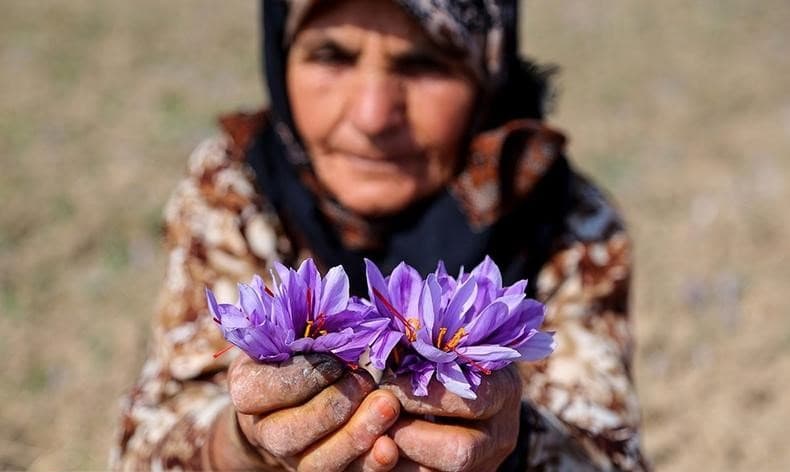 زعفران